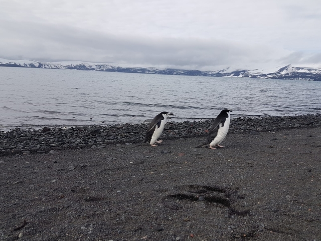 Ciudadrealeños llaman a apadrinar pingüinos en la Antártida