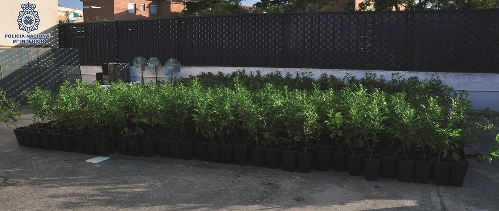 Más de 2.000 plantas de marihuana en chabolas de Ciudad Real