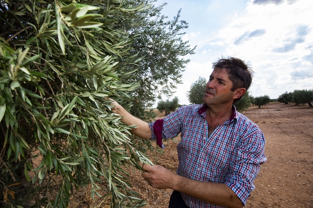 La sequía y la mosca mermarán en un 50% la cosecha de olivar