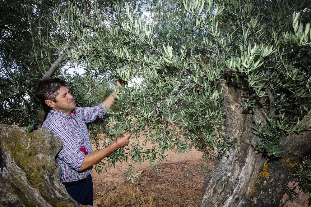La sequía y la mosca mermarán en un 50% la cosecha de olivar