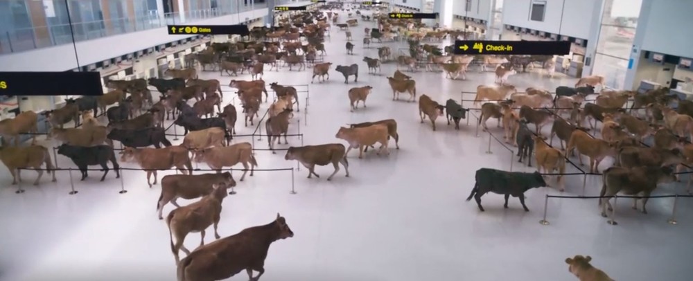 Las vacas 'embarcan' el aeropuerto de Ciudad Real