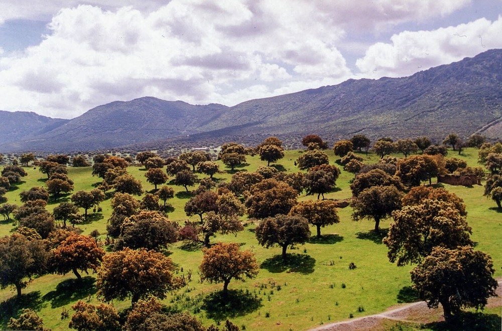 Un paraje del Parque Natural del Valle de Alcudia y Sierra Madrona.
