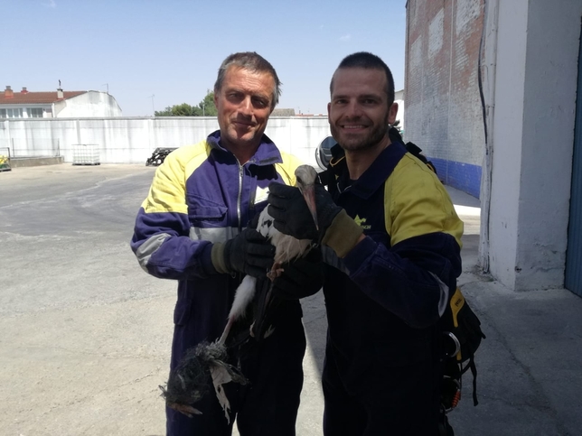 Espectacular rescate de un pollo de cigüeña en Herencia