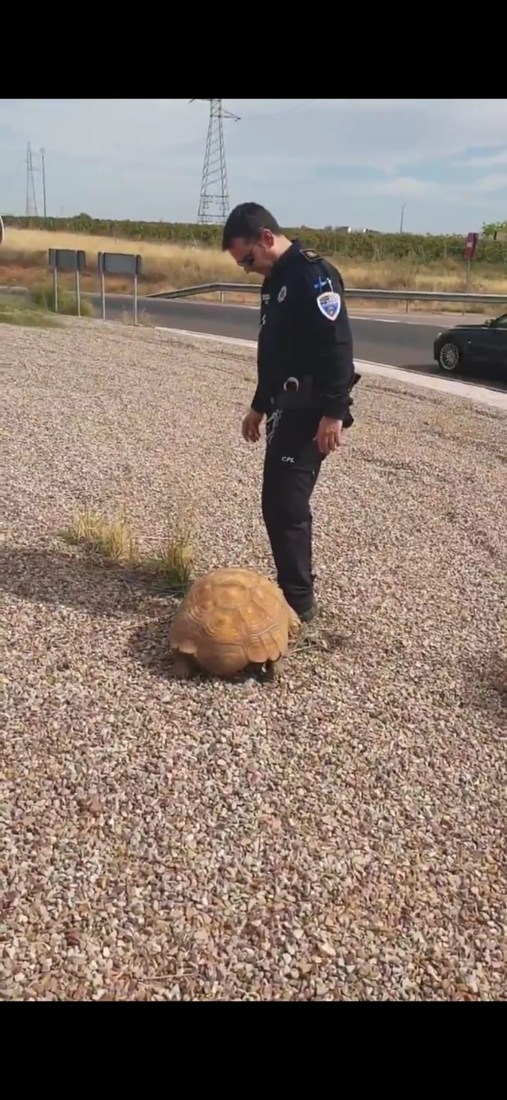 Localizan una tortuga en mitad de una rotonda
