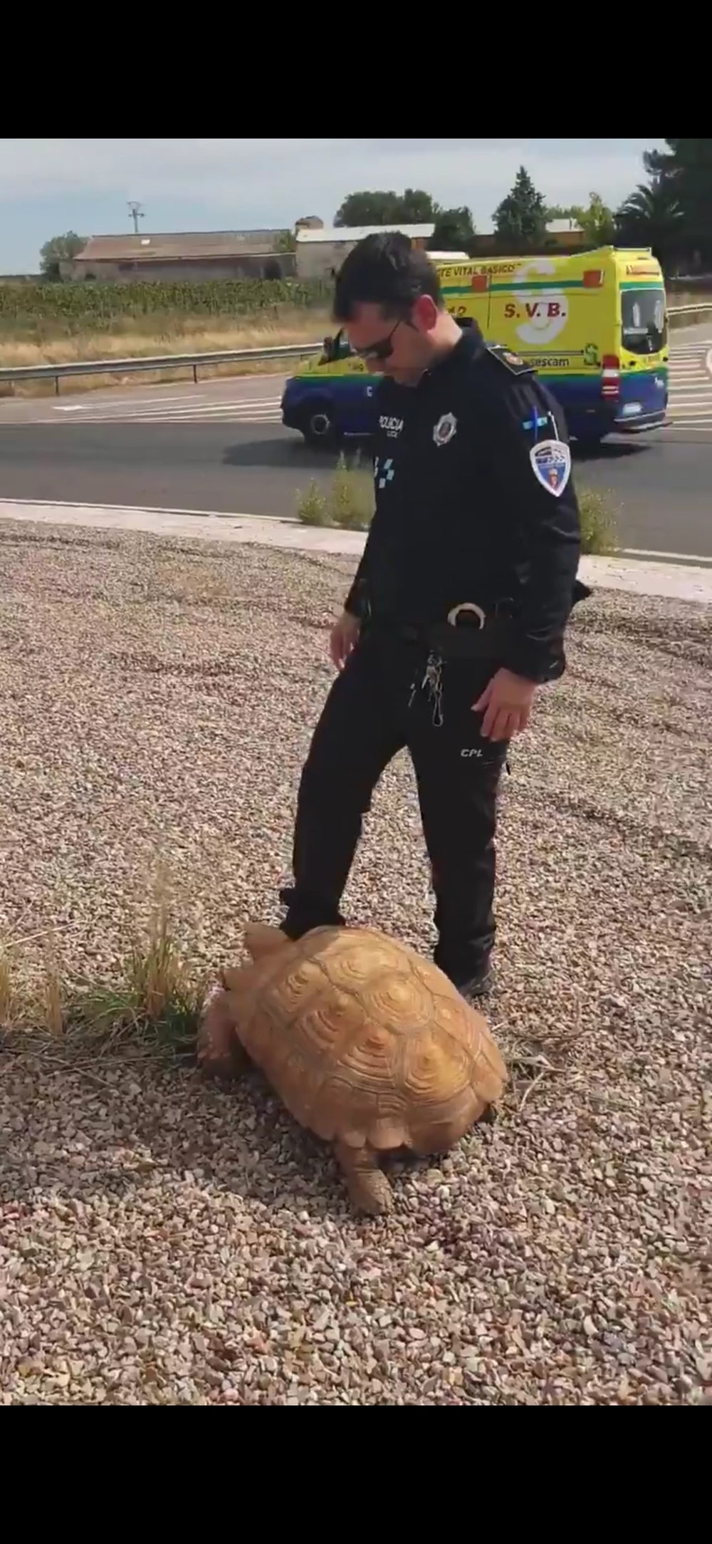 Localizan una tortuga en mitad de una rotonda