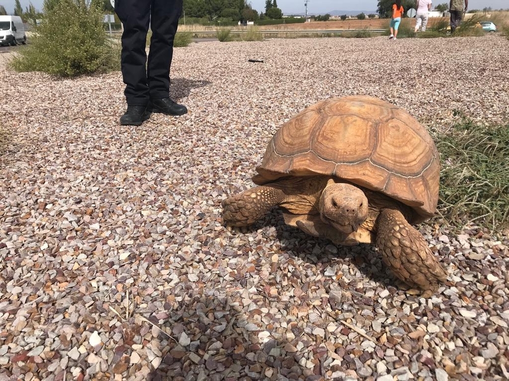 Localizan una tortuga de 20 kilos en mitad de la carretera