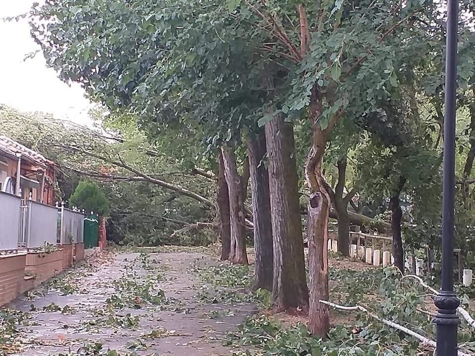El viento provoca la caída de varios árboles en Valdepeñas
