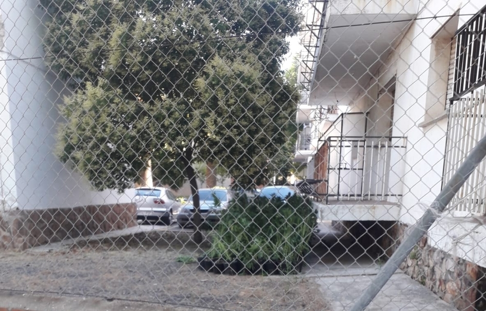 Plantas de Maria en el patio de la Gusrdia Civil