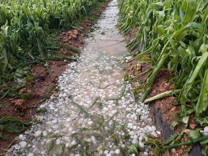 Efectos de una tormenta de granizo en Socuéllamos en primavera.