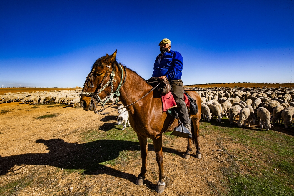 reportsaje en Pozo de La Serna sobre la trashumancia, por la cañada real de Cuenca, que dicurre cerca de villanueva de la Fuente, en la pedanÁ­a de Pozo de la Serna, ovejas, vacas, pastores a caballo, ganado, campo trashumancia  / RUEDA VILLAVERDE