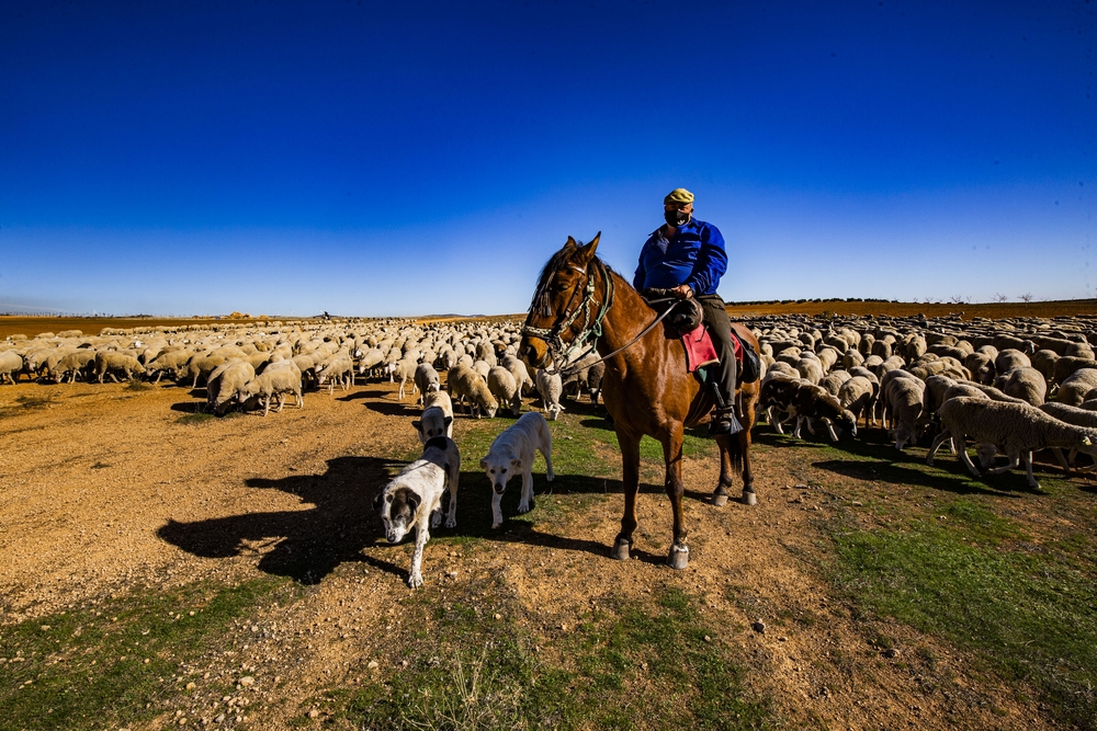 reportsaje en Pozo de La Serna sobre la trashumancia, por la cañada real de Cuenca, que dicurre cerca de villanueva de la Fuente, en la pedanÁ­a de Pozo de la Serna, ovejas, vacas, pastores a caballo, ganado, campo trashumancia  / RUEDA VILLAVERDE