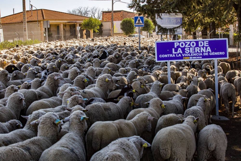 reportsaje en Pozo de La Serna sobre la trashumancia, por la cañada real de Cuenca, que dicurre cerca de villanueva de la Fuente, en la pedanÁ­a de Pozo de la Serna, ovejas, vacas, pastores a caballo, ganado, campo trashumancia  / RUEDA VILLAVERDE