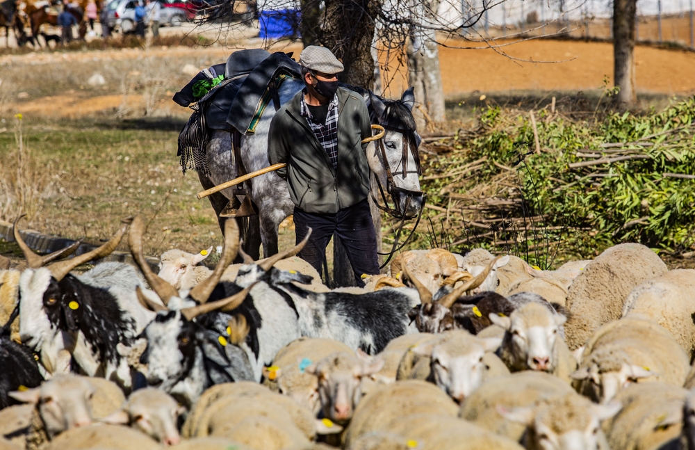 reportsaje en Pozo de La Serna sobre la trashumancia, por la cañada real de Cuenca, que dicurre cerca de villanueva de la Fuente, en la pedanÁ­a de Pozo de la Serna, ovejas, vacas, pastores a caballo, ganado, campo trashumancia  / RUEDA VILLAVERDE