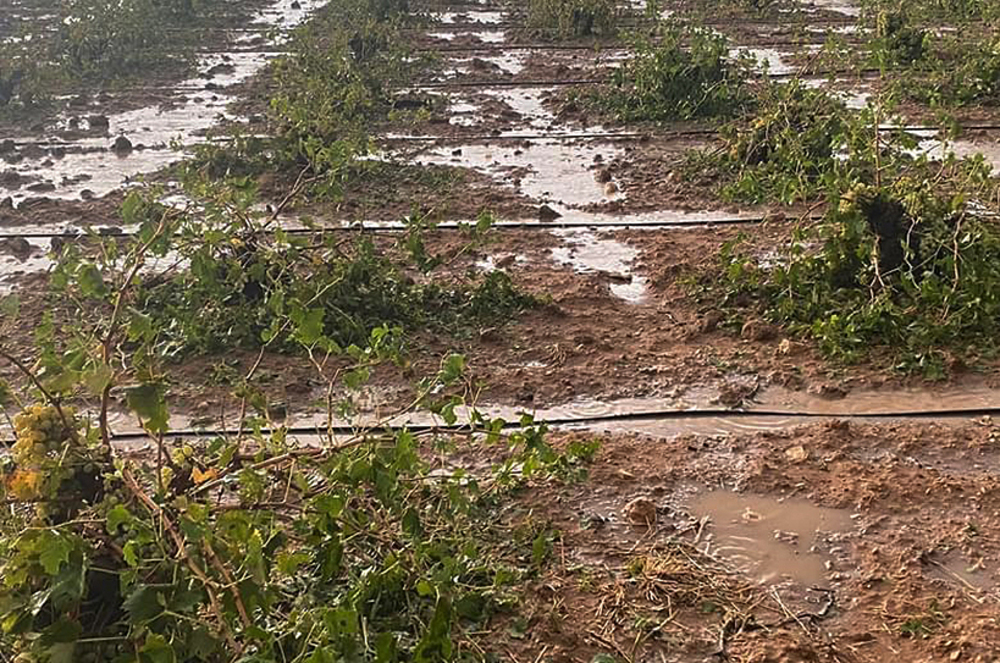 La tormenta de granizo ocasiona graves pérdidas en el viñedo