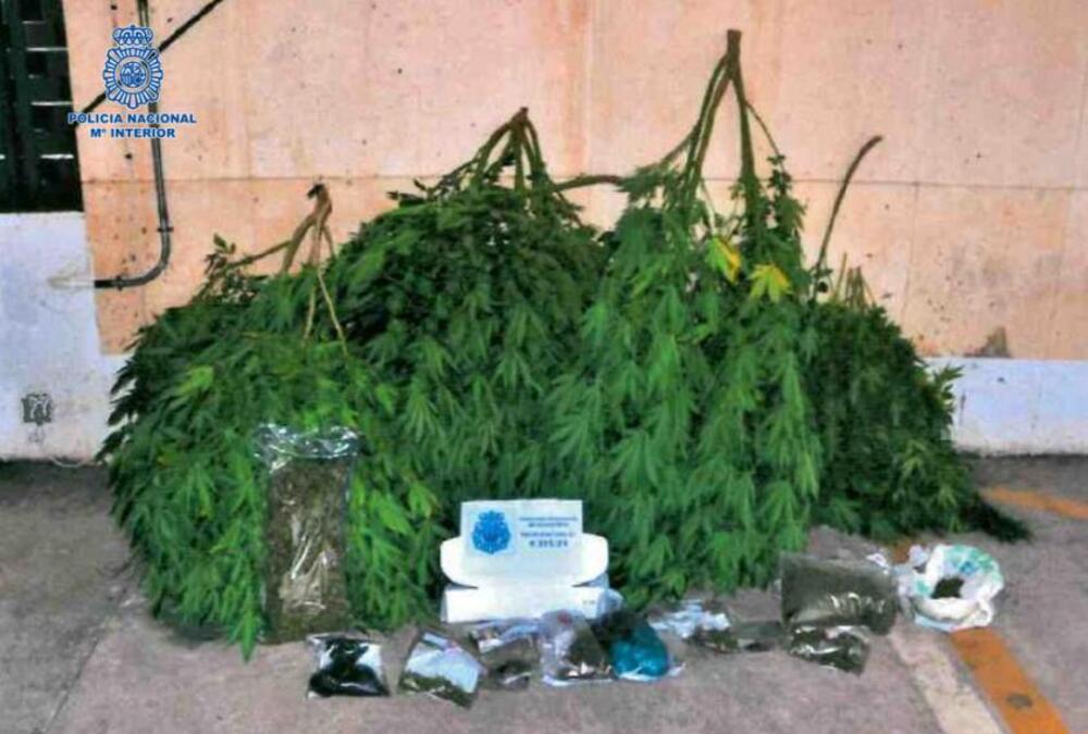 Doble operación para desmantelar plantaciones de marihuana