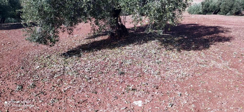 El pedrisco afecta a gran extensión de olivar en Terrinches