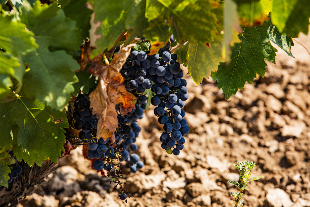 inicio de la vendimia en Villarubia, en la coperativa del Progreso, uva, uvas, vendimia, inicio de la vendimia, viñas  / RUEDA VILLAVERDE