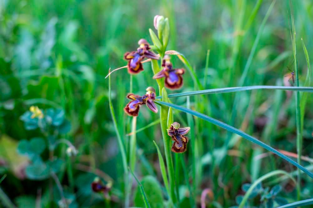 Orquídea abeja espejo, la ophrys speculum. Destaca por el color azulado y la pelosidad marrón