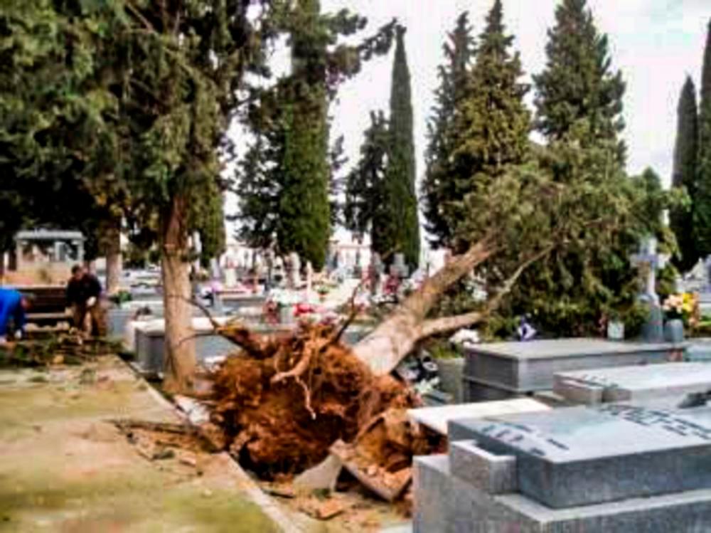 Caen tres árboles en el cementerio de Calzada por el viento