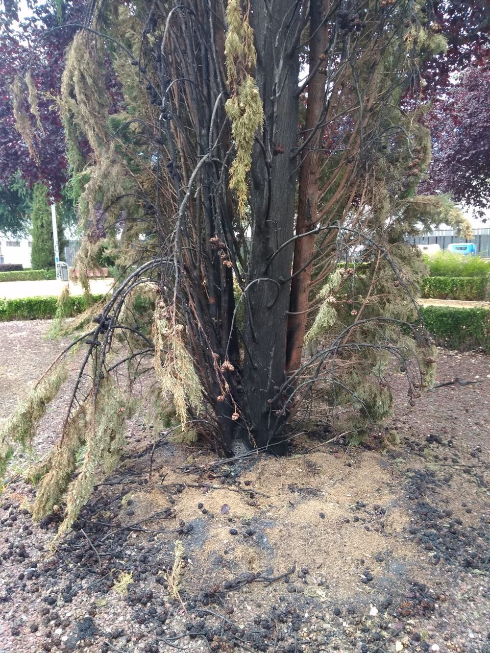 Arde otro árbol en los Rosales