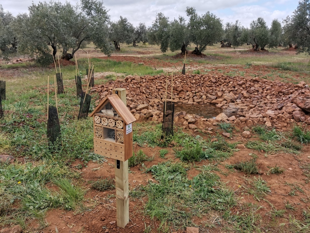 Biodiversidad para mejorar la producción del olivar
