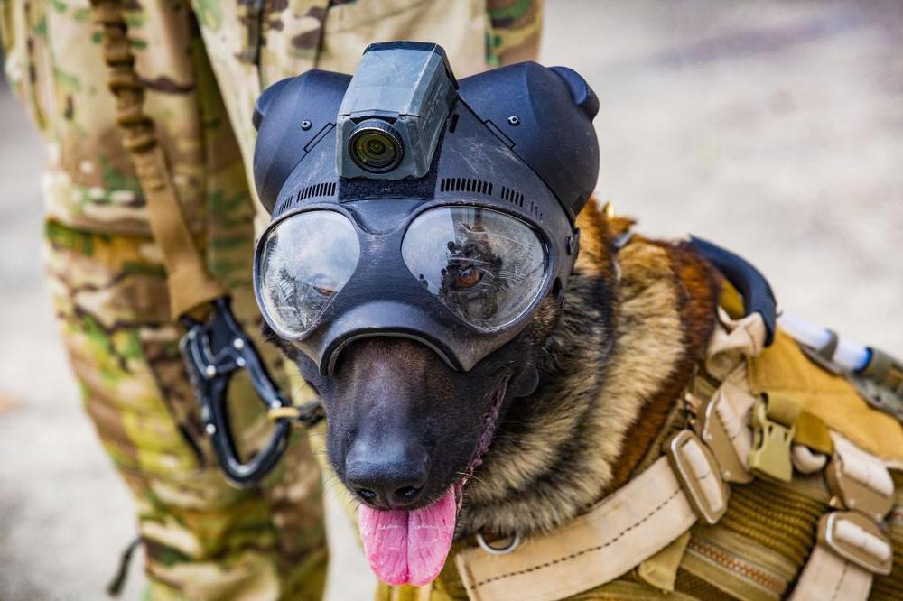 Truman, el perro pasto belga que forma parte de la Brigada Paracaidista