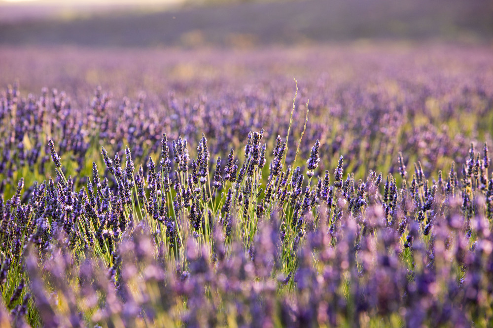 La lavanda de Brihuega ha conseguido ser también un reclamo turístico. 