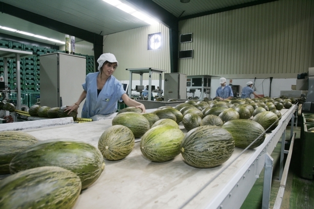Melones y sandías de calidad hasta mediados de octubre
