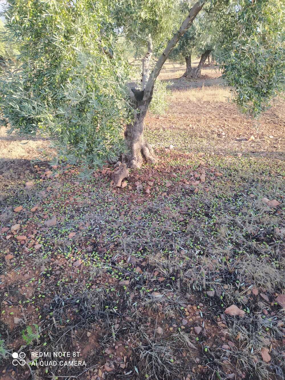 El viñedo y el olivar, afectados por el agua y el granizo