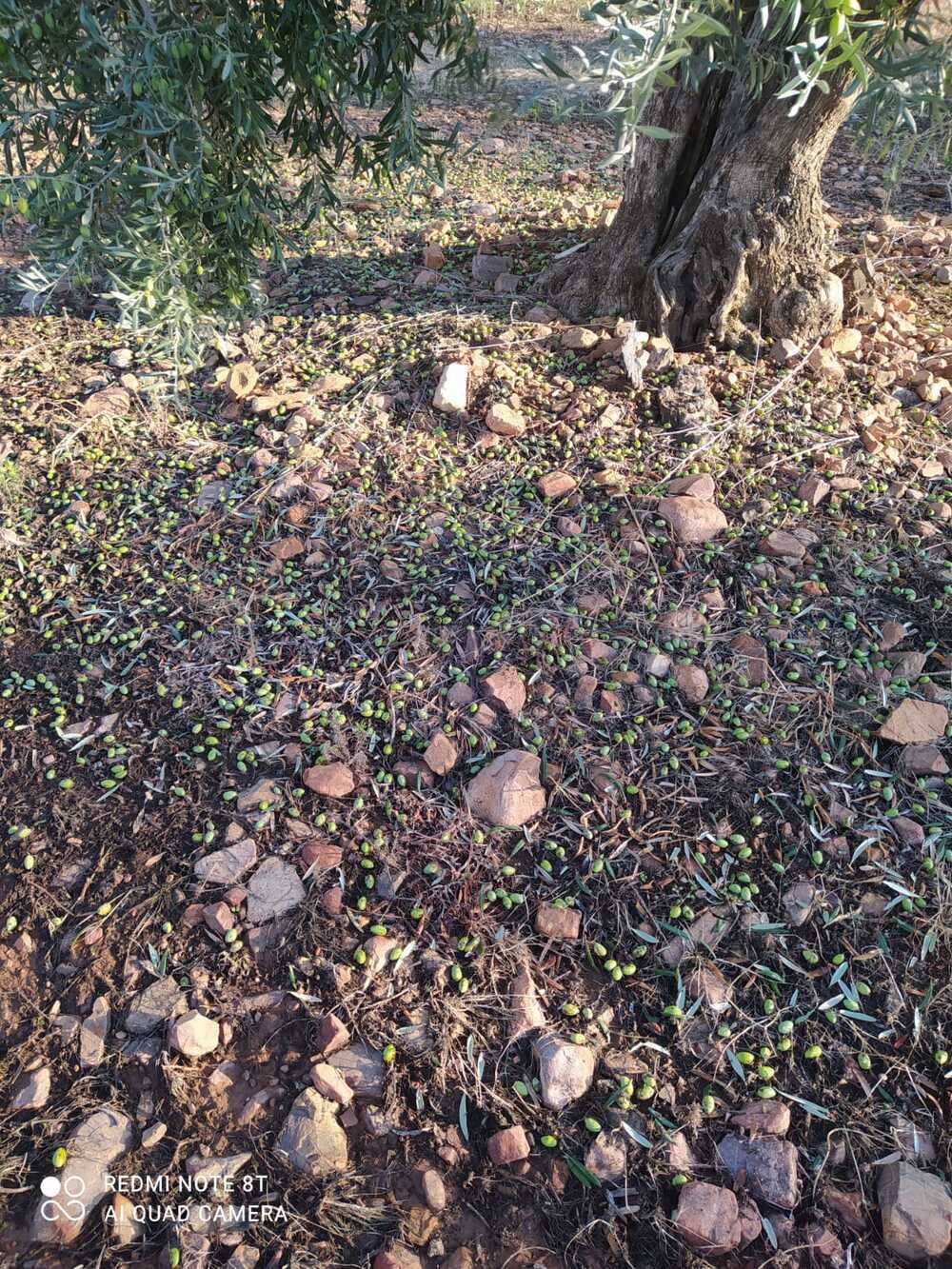 El viñedo y el olivar, afectados por el agua y el granizo