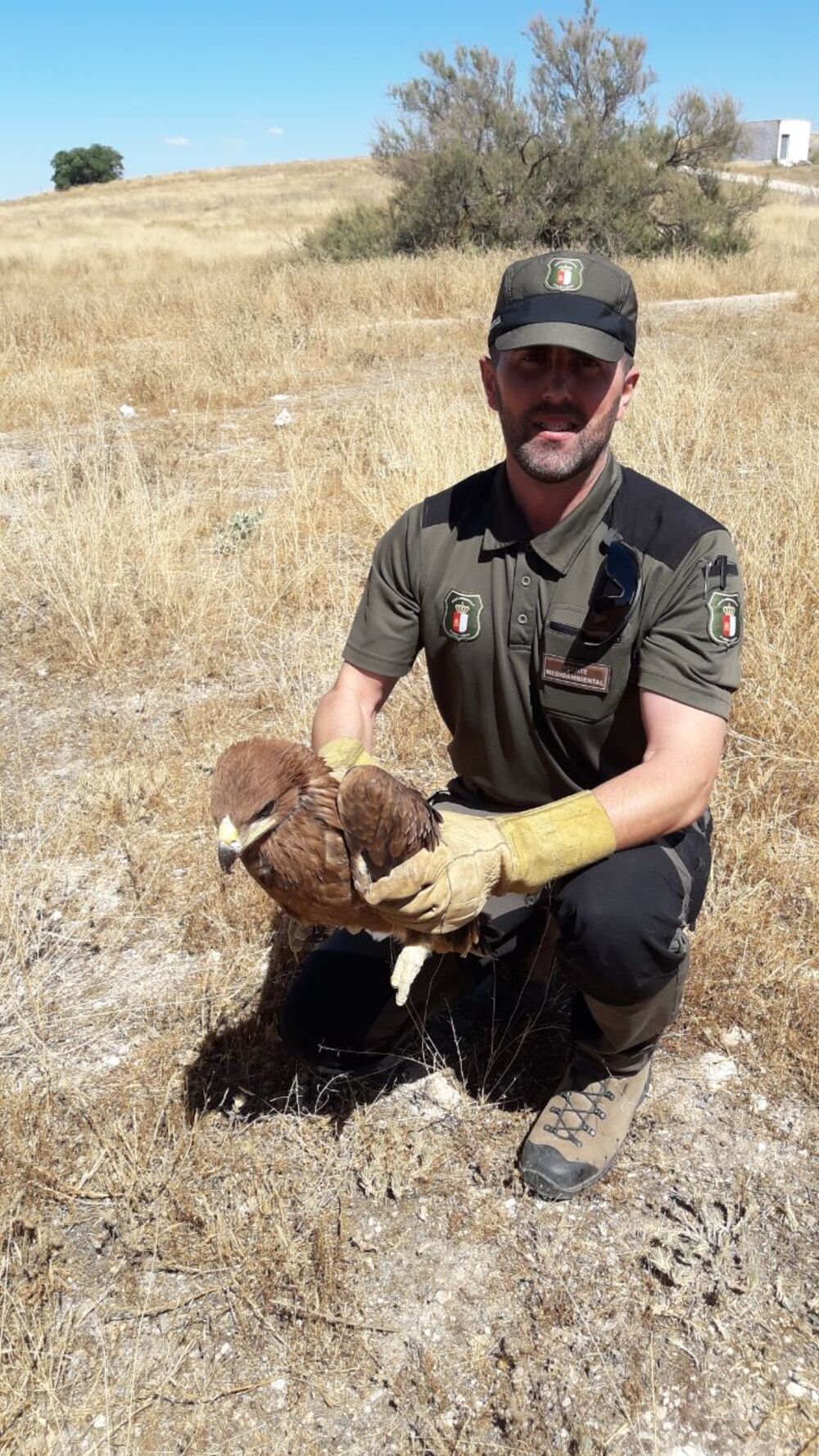 Agentes Medioambientales rescatan 3 pollos de águila imperial