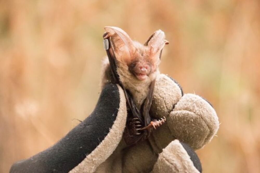Arranca proyecto para conservación de murciélagos
