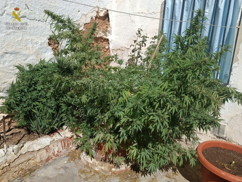 Localizadas varias plantaciones de marihuana en Tomelloso