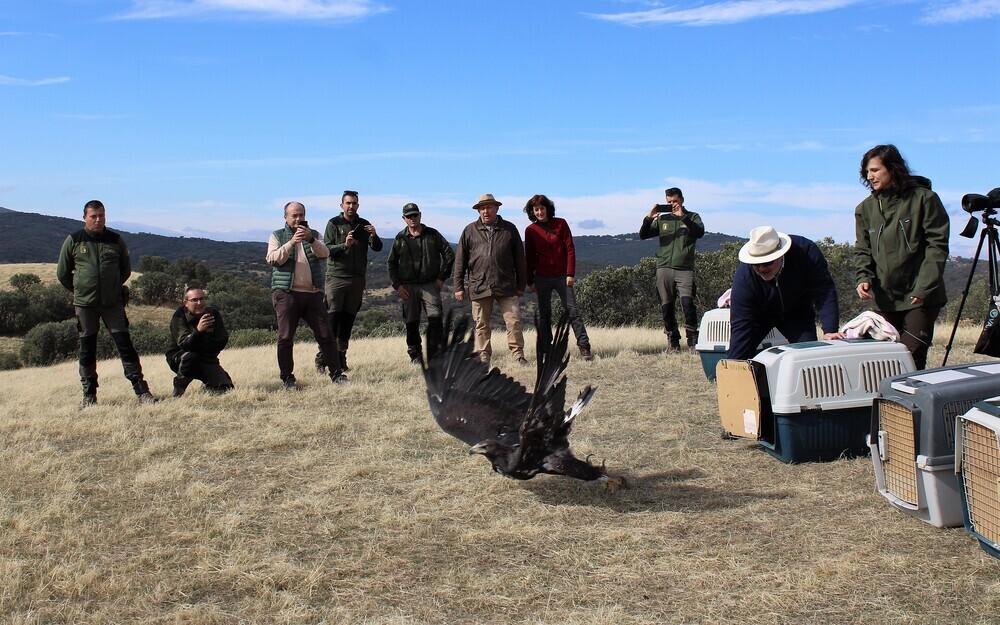 Cuatro águilas vuelen a surcar los cielos de Sierra Morena 