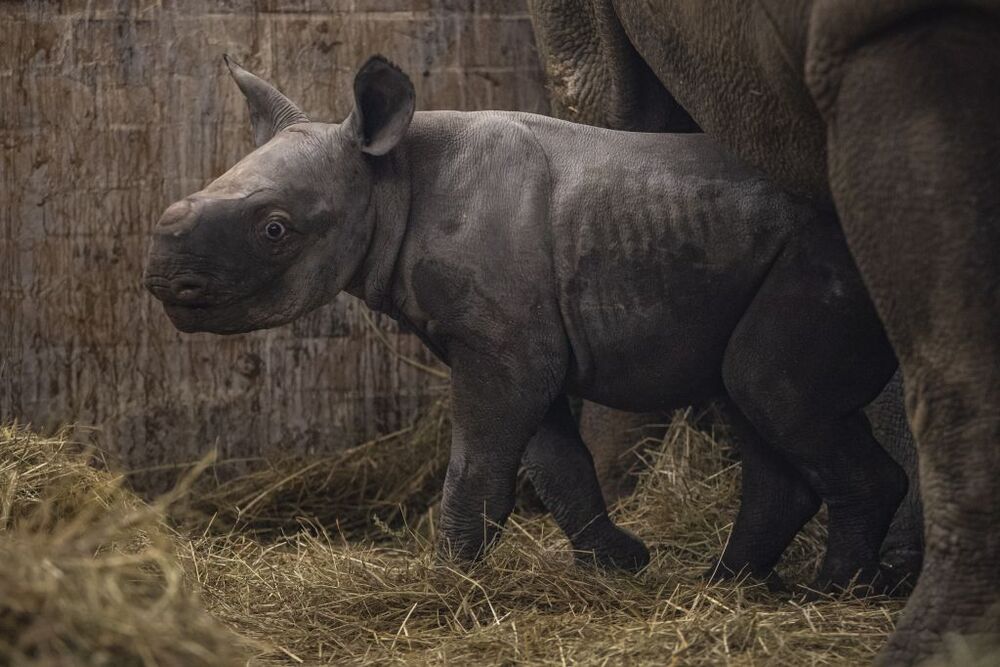 Rinoceronte negro oriental recién nacido llamado Kiev en Dvur Kralove Safari Park.  / MARTIN DIVISEK