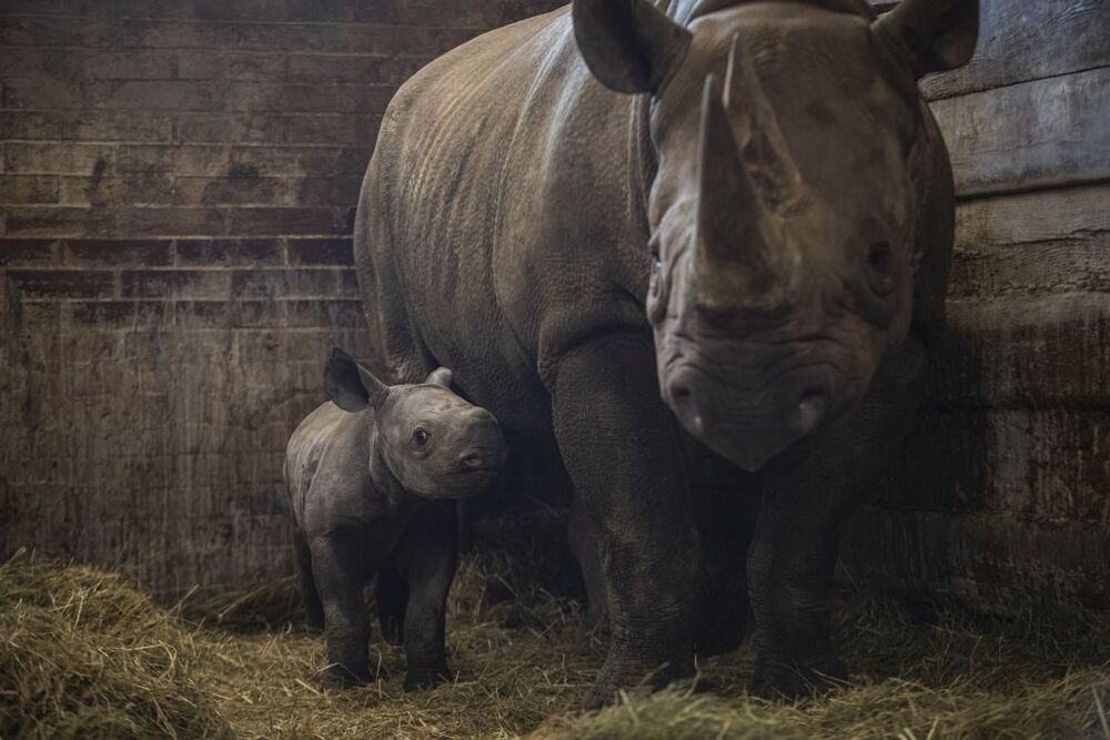 Rinoceronte negro oriental recién nacido llamado Kiev en Dvur Kralove Safari Park.  / MARTIN DIVISEK