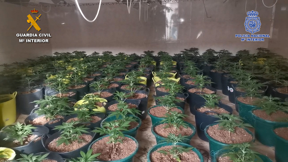 Desarticulan 16 laboratorios de cannabis con 19 detenidos