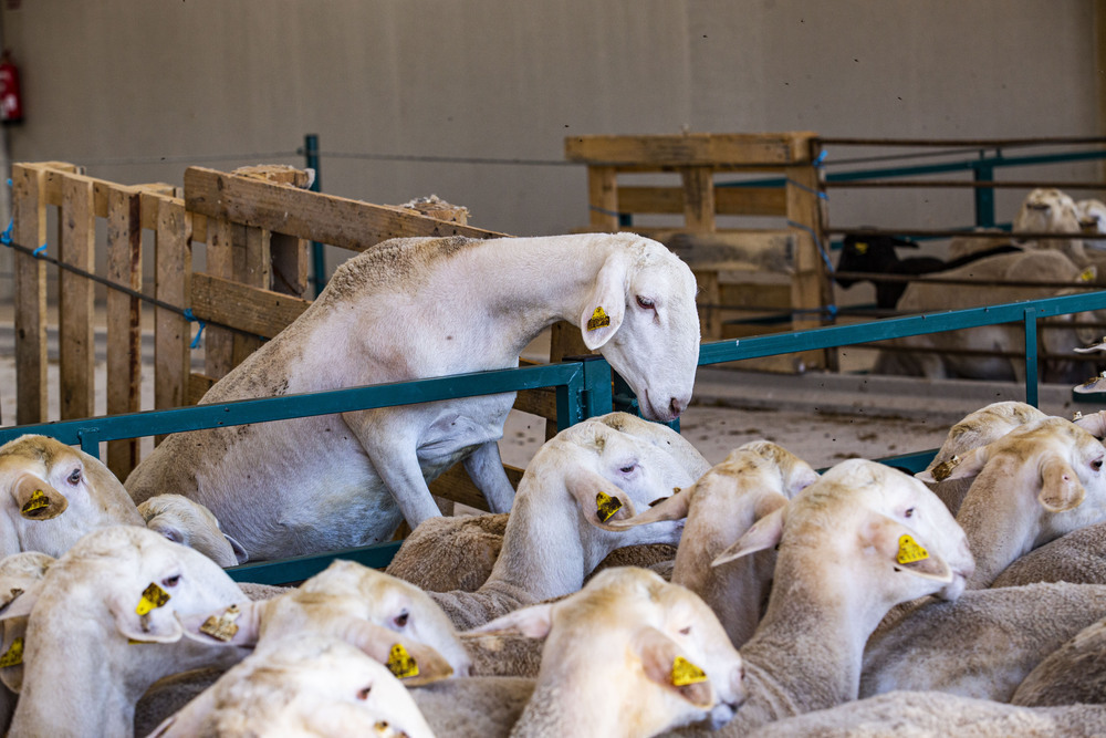 La escuela de pastores, «pilar esencial» para el futuro ovino