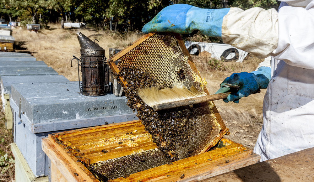 Even Drought Does Not Respect The Honey Harvest