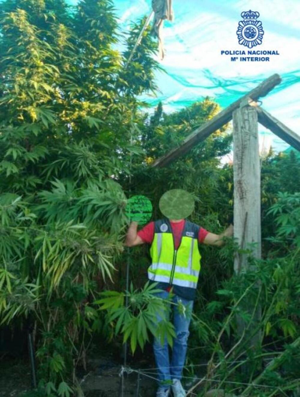  La Policía Nacional desmantela dos plantaciones de marihuana 