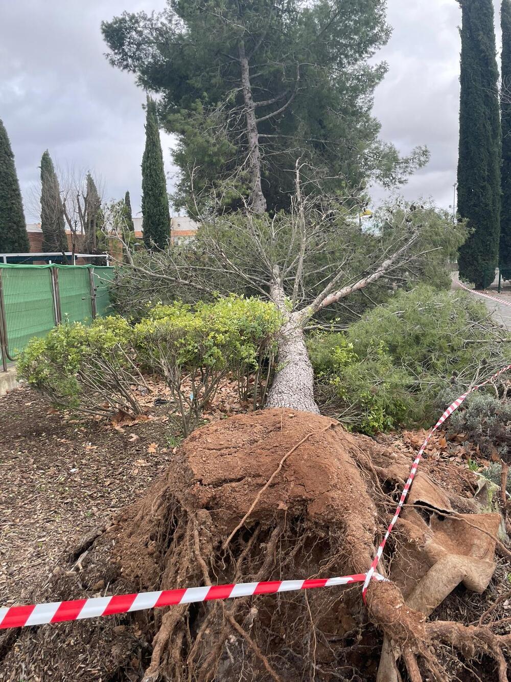 Cae un gran árbol por el viento en el parque Reina Sofía