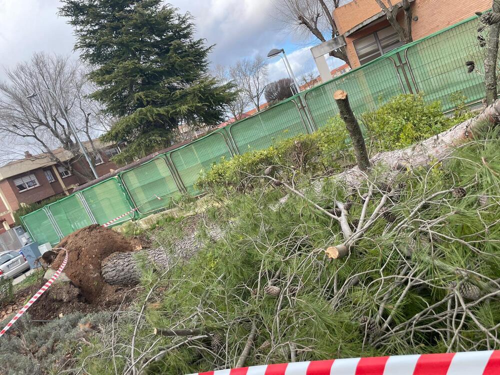 Cae un gran árbol por el viento en el parque Reina Sofía