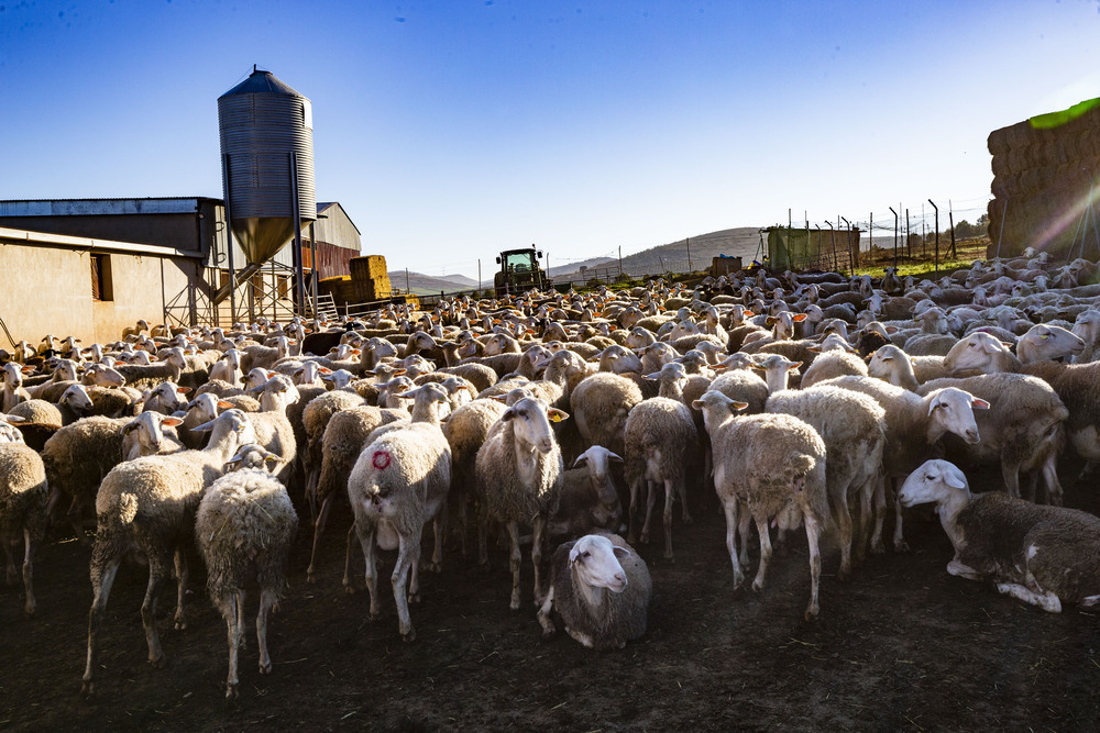 Inmovilizadas explotaciones ganaderas por viruela ovina