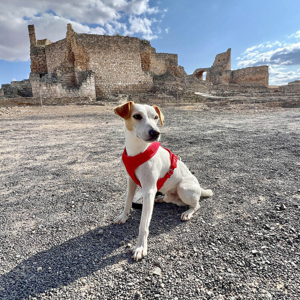 Pipper descubre el Campo de Calatrava al turismo con mascotas