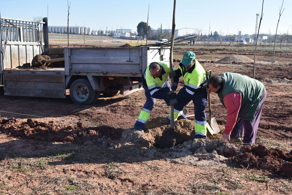 Daimiel: El Ayuntamiento finaliza la plantación de 195 árboles