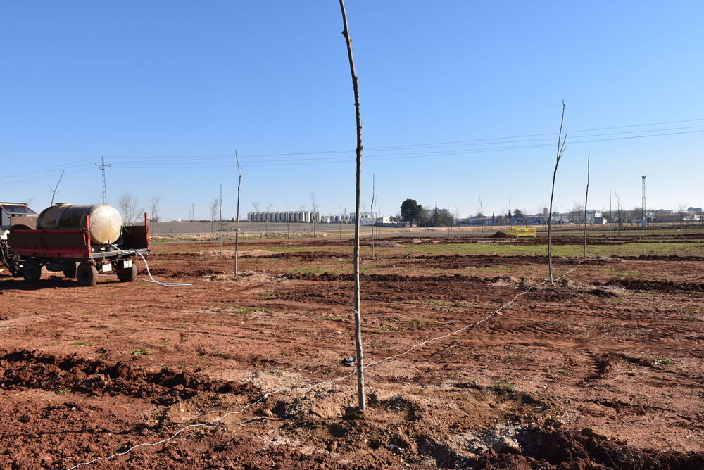 Daimiel: El Ayuntamiento finaliza la plantación de 195 árboles