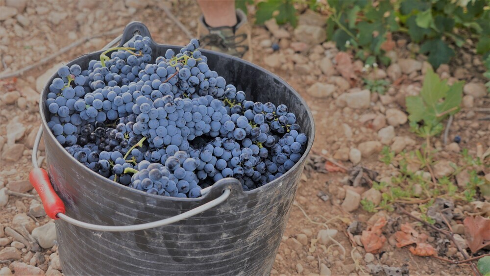 Vendimia generalizada en La Mancha de variedades tempranas