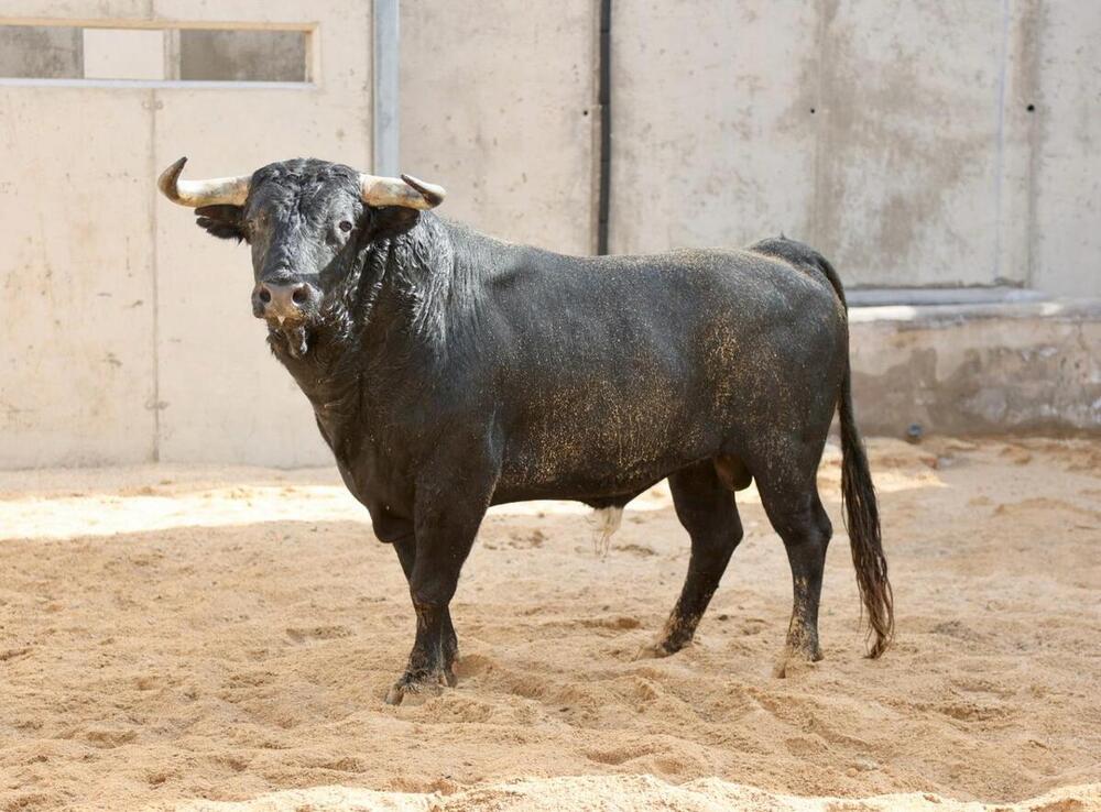 Los toros de Luis Algarra llegan a los corrales de la plaza