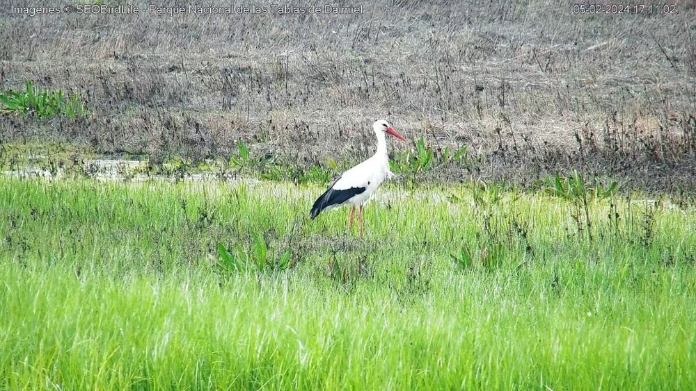 Una cámara muestra en directo aves de las Tablas de Daimiel 