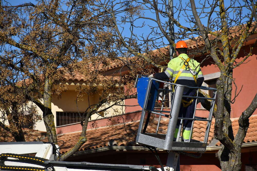 Daimiel poda más de medio millar de árboles